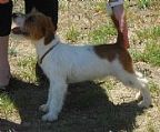 We have a 6mth old male for sale to a loving show or Family home. \