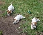 Bumajajacs has 3 female pups for sale.<br>9 weeks old.<br>Vacinated, wormed, microchipped,<br>Full registration with dogs NSW.<br>Parents are<br>Sire CH Brighthelm Pirate King.<br>Dam Jarnee Just A Sensation.<br>$600 each.<br>Enquires welcome<br>Mob: 0429794532.<br>Hom 02 63794532
