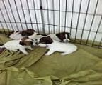 jack russell 2 female puppies to approved pet homes.