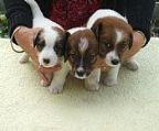 I have two male puppies for sale.they are the two to the right of the photo. They were born on the 17th of Feb 13, they will be ready to go to their new homes on the 14th of April. Their sire is Ch. Caddarra Erroll Flyn, Dam is Ch Alloomic Rowan Of Rin. They have had their first vacc, & been vet checked,& micro chipped,(numbers are, 956000008857372,956000008846622,& 956000008846737)They have been wormed regularly, & will be on Limit registration with Dogs Victoria.
<br>