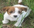 purebred jack russell pups for sale