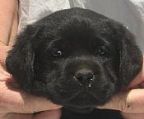One black boy available - Will Scarlett and Sir Guy (of Gisbourne). Puppy born on Christmas Day 
<br>
<br>Another beautiful litter from Blaze ( USA)
<br>Impeccable show and working backgrounds. Beautiful temperaments.
<br>
<br>Sier Guy has been microchipped, vaccinated and wormed. He has explored the olive grove daily and has extensive vegetable garden experience in the spinach and capsicum patch!
<br>
<br>
<br>Mother is Cavajal Dekadence (Cavajal Brindabella RRD and MBISS Ch Wynstream Royal Stewart)
<br>................................................................
<br>
<br>Cavajal Lab Corp Agatha has pregnancy confirmed (10 at least) to Cavajal MacKenzie River. This will be a Labs \′n Life litter, with several puppies earmarked as prospective companion dogs. There will, however, be a number of dogs available for sale to the general public.
<br>
<br>The Ides of March is when we expect the pups to arrive - yellows and blacks.
<br>
<br>
<br>Please call Sue 0405372243 for more information.
<br>