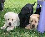 From our current litter we have one (1) YELLOW MALE available. 
<br>
<br>Sire: Sup. GR Ch. DRIFTWAY Special Envoy
<br>Dam: Ch. CLADAGHRING Sky\′s The Limit 
<br>
<br>Both parents have low hip/elbow scores. Both are PRA and EIC clear. 
<br>
<br>Puppies are from exceptional breeding lines, sound stock and good biddable temperaments. Puppies are from Australia\′s top winning current Champions, including labrador specialty winners.
<br>
<br>Puppies are brought up in a family environment and are well socialised with other dogs and our young children. All puppies come on the limited register (unless agreed otherwise), are vet checked, wormed & micro-chipped. All puppies come with a comprehensive puppy guide and puppy pack.
<br>
<br>If you are looking to add a new member to your family, please enquire, via email or phone.