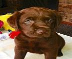 BILJEM
<br>Bill Hilzinger
<br>Nowra NSW
<br>0412 42 1977
<br>
<br>DAM: Lacote Coffee and Cake (Sugar) 
<br>Stunning Chocolate Puppys
<br>
<br>All Chocolate 7 Boys. 4 Girls
<br>
<br>SIRE: Chablais Pierre (www.lacote.com.au)
<br>
<br>ONLY 2. BOYS. ... 2. GIRLS... LEFT !!! RING or email NOW !!!
<br>
<br>READY TO GO TO YOUR HOME IN IN \