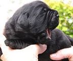 We are pleased to advise our beautiful Piper (Gundrift Miss Maple) has just delivered six happy and healthy Black puppies. The sire of the litter is the handsome Ch. Driftway Carbon Copy.
<br>
<br>Litter of 6 puppies
<br>4 males (0 remaining)
<br>2 females (1 remaining) - I have one beautiful black female available.
<br>
<br>Bitch
<br>Gundrift Miss Maple
<br>Hips 4 : 3
<br>Elbows 0 : 0
<br>
<br>Sire
<br>Ch. Driftway Carbon Copy
<br>Hips 0 : 0
<br>Elbows 0 : 0
<br>
<br>None of the puppies can be affected by EIC or PRCD.
<br>
<br>If you are interested in one of these puppies please contact Trevor on 0417 884 656 for more information.