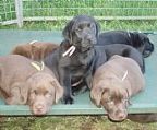 We are proud to announce that Mavis is expecting a litter of chocolate and black puppies on 5th April. 
<br>DAM: Cricklefern Miss Mavis (Mavis)
<br>SIRE: Australian Champion Catraz Master Magician (Tommy)
<br>
<br>Both parents are of excellent temperament, have lovely gentle natures and the sire is an outstanding champion. They both have good hip and elbow scores. The puppies will be PRA clear by parentage and will not be affected by EIC.
<br>
<br>The puppies will be brought up in our family environment and socialised with our other dogs. All puppies will be sold on the pedigree limited register unless otherwise agreed. Before leaving us the puppies will be micro chipped, immunised, wormed, vet checked and very loved! They come with a puppy pack and a life time of backup service. 
<br>
<br>We currently have a substantial waiting list for puppies and are not adding any more names to the list. If we still have some puppies available for sale we will amend this notice around 19th May after the puppies are microchipped at 6 weeks of age.