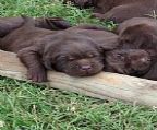 Tullochbrae welcomes 9 chocolate puppies, 6 male and 3 female.
<br>These puppies will be available to go to their new families late April, they will be vaccinated and micro chipped. 
<br>The entire family are doing very well, proud parents Thortonpark Tim Tam and Glendarelabs Coco are both chocolate.
<br>For more information please contact Jackie Sargood