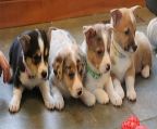 Beautiful Kc Registered Pembroke Corgi Puppies