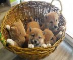 Fantastic Litter of Japanese Shiba Inu puppies