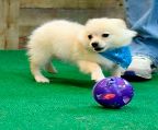  	DOZIER IS A CREAM COATED TOY POMERANIAN MALE. HE<br>AND HIS BROTHERS AND SISTERS LOVE TO PLAY ALL OUT.<br>WHEN HE IS TIRED HE LOVES TO CRASH NO MATTER WHERE<br>HE IS AT. HE IS LOOKING FOR TENDER CARE AND<br>CAREFREE LOVE AND ATTENTION. HE WANTS TO FIND A<br>LOVING HOME THAT WILL GIVE HIM LOVE AND LOTS OF<br>ATTENTION. HE WILL GIVE BACK EVERY BIT AS MUCH AS<br>HE RECEIVES. YOU WILL NOT BE SORRY THAT YOU GAVE<br>HIM A CHANCE TO WIN YOUR HEART. HE COMES UP<br>TO DATE ON SHOTS AND WORMINGS, MICRO CHIP, VET<br>EXAM AND WRITTEN HEALTH GUARANTEE