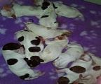 SILVAGUN PROUDLY INTRODUCE OUR LATEST POINTER LITTER....BORN 21st MARCH 2022.....WE CURRENTLY HAVE ONE ORANGE/WHITE BOY, ONE BLACK/WHITE BOY & ONE LEMON/WHITE BOY AVAILABLE<br><br>FROM OUR BEAUTIFUL BETTY and OUR HANDSOME ALBERT<br>BETTY and ALBERT′s PROFILE CAN BE SEEN ON OUR WEBSITE<br><br>SIRE: AUST CH SILVAGUN HUMPHRY BOGART<br>DAM: AUST CH GAELFORCE BLACK BETTY <br><br>All puppies will go to their new homes at 8wks old, they will have their 6wk vaccination, vet checked, wormed, micro chipped, registered with Dogs NSW (Pet - Limited Register, For Show - Main Register) They will come with an Puppy Pack, Feed & Care Booklet, Plus our Breeder Support <br><br>THEIR PEDIGREE INCLUDES.....AUSTRALIAN.....NEW ZEALAND.....<br>AMERICAN LINES<br><br>PHOTO OF THE BABIES AT ONE DAY OLD 