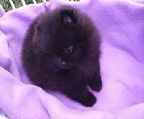 Currently available from Chimere Pomeranians is one lovely little black male puppy. This boy is registered with Dogs NSW and has been vaccinated and microchipped. He was born on 22-2-2024 This puppy is from top show winning lines and is being sold as PET only and not for show or for breeding. First contact is best made by email.