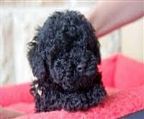 I have two small blue toy poodle male pups left- to Elviour / Belleroux lines, ready in 2 weeks time!!!! Pups still appear black but will convert to blue. They with come with registered papers if going to a registered breeder, otherwise they will be registered on the limited (pet registry). They will be microchipped, vaccinated and wormed every two weeks, and each comes with a puppy care pack, food, toys etc. Ready late April, 2024.
<br>PRA clear via parentage, please enquire 0411049510, pups definitely available on main register or limited register depending on purpose! POA
<br>I also have a much younger litter of 3 males, 3 blacks, born 18th MArch, almost 2 weeks old! Pease enquire about these pups as well, ready 13th May, 2024
<br>