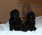 Two gorgeous black Toy Poodle pups for sale to the right pet home. Will be available to go to their new loving forever homes from the 4th March. 1 Female and 1 Male. Both parents available for viewing. Pups come micro chipped, first vaccination, vet checked, worming program started. Please call 0419 017 433 