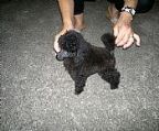 TOYDIOR POODLES;HAS,AVAILABLE...NOW..A...BLK MALE PUPPY 13WKS.. PRA, TESTED BY PARENTAGE. AVAILABLE..TO FOREVER HOME, HAPPY,AND VERY CHIRPY,N PLAYFUL.WOULD MAKE THE PERFECT COMPANION FOR THE RIGHT HOME. REG WITH DOGS NSW, HAS HAD 1ST VACCINATION,AND CONFIDENT ATTITUDE,OF THEIR PARENTS.OUR PUPPIES, R HANDLED DAILY,. WE ..SPECIALIZE IN BLACKS, BROWNS ...N..REDS, IN AND OUT THE SHOW RING.WE HAVE EXPERIENCE , FOR 29 OR SO YEARS., WE BREED FROM ALL DNA TESTED STOCK, FOR HEALTHY AND WELL UDJUSTED PUPPIES. ... SEE ALSO OUR WEBSITE.AND SEE OUR DOGS,N SUCCES.. www.toydior.com ALL OUR PUPPIES COME WITH 1ST VACC.MICROCHIP, AND VET CHECKED. PLEASE CALL US, FOR FUTHER INFORMATION......INTERSTATE ENQUIRIES ARE WELCOME