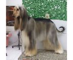 puppies for sale breed afghan hound