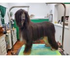 price Puppies Afghan hound, check
