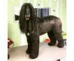 Top Class Afghan hound Puppy