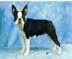 Boston Terrier puppies for sale