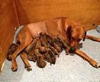 14 puppies born today (21 Feb) out of our Sabrina (Ch Ridgesetter Magic Spell) and Howie (Ch Elangeni How It Feels). There are 11 boys and 3 girls and early indications are that it\′s a super litter.<br><br>We have been involved with RR\′s since 1976, so you can rest assured we are experienced in the breed. We regularly and successfully campaign our dogs - Sabrina is a R/Up Best In Show winner at specialty level and a daughter of our Grand Champion, Zani - a specialty and Sydney Royal BOB winner. Howie is a young dog and this is his first litter - he is a multiple Best Head Male winner and a son of our Duke who is a multi specialty and all breeds Best In Show winner. <br><br>We breed for ourselves and appreciate that most owners are after a family companion. However, we are proud of our dogs\′ achievements in the show ring and believe that titles are important and go towards proving the overall quality and character of a dog. These pups have a great pedigree.<br><br>But more important is the character and temperament of our dogs and there\′s no problem there. Both Sabrina and Howie have fantastic natures, as do their parents and grandparents. <br><br>Our adult breeding stock have been hip and elbow scored with several generations of excellent results. All puppies are registered with Dogs NSW, vet checked, microchipped, vaccinated, and we provide comprehensive puppy information plus ongoing support. We are experienced with sending puppies interstate.