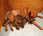 14 puppies born today (21 Feb) out of our Sabrina (Ch Ridgesetter Magic Spell) and Howie (Ch Elangeni How It Feels). There are 11 boys and 3 girls and early indications are that it\′s a super litter.
<br>
<br>We have been involved with RR\′s since 1976, so you can rest assured we are experienced in the breed. We regularly and successfully campaign our dogs - Sabrina is a R/Up Best In Show winner at specialty level and a daughter of our Grand Champion, Zani - a specialty and Sydney Royal BOB winner. Howie is a young dog and this is his first litter - he is a multiple Best Head Male winner and a son of our Duke who is a multi specialty and all breeds Best In Show winner. 
<br>
<br>We breed for ourselves and appreciate that most owners are after a family companion. However, we are proud of our dogs\′ achievements in the show ring and believe that titles are important and go towards proving the overall quality and character of a dog. These pups have a great pedigree.
<br>
<br>But more important is the character and temperament of our dogs and there\′s no problem there. Both Sabrina and Howie have fantastic natures, as do their parents and grandparents. 
<br>
<br>Our adult breeding stock have been hip and elbow scored with several generations of excellent results. All puppies are registered with Dogs NSW, vet checked, microchipped, vaccinated, and we provide comprehensive puppy information plus ongoing support. We are experienced with sending puppies interstate.