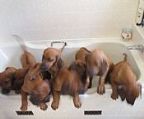 5 Rhodesian Ridgeback puppies left for sale. 2 girls and 3 boys born on Australia day eve. <br><br>The puppies are pedigree show quality pups with full papers except for 2 boys which are ridgeless.<br><br>Price from $1,500 ONO and $700 for ridgeless.<br><br>The puppies have been assessed by two very experienced breeders with over 40 years experience with the breed. <br>The puppies are micro-chipped, wormed, and have received their vaccinations. They have been checked for dermoid sinus by a vet specializing in Rhodesian Ridgebacks.<br><br>We are a family breeder with a passion for these lovable loyal lion dogs (yes Ridgebacks were breed to hunt for lions). We have 30 years experience with the breed and we decided to share our joy with others willing to join our extended dog family.<br><br>They will makes an excellent watchdog, are great with children, loving and loyal and will protect you from any potential lions that may be lurking about (you can never be too sure with those sneaky lions). Hurry before they all sell out.<br><br>We are located on the scenic NSW Central Coast