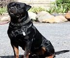 UPCOMING LITTER - Exciting working litter due soon
<br>
<br>Seeuferhause QUANTUS x Seeuferhause GCHOPPER
<br>Due late March
<br>Both of these rottweilers are highly driven animals, extreme drive, and working ability.
<br>
<br>This litter brings together 2 of our studs; Clyde vom Tanneneck (imp GMY) and Allgemein Kai - look at the photos to see what this produced the last time they came together.
<br>
<br>***************************************************
<br>
<br>You can visit our planned & current litters page for more information.
<br>
<br>***************************************************
<br>
<br>Photo is Seeuferhause Xanthos (Clyde vom Tanneneck (imp GMY) x Guardstarz Ronja (Allgemein Kai daughter)
<br>
<br>***************************************************
<br>All of our puppies are sold vaccinated and micro chipped and come with a life time guarantee against hereditary faults.
<br>
<br>All of our puppies are reared on Dr Billinghurst\′s BARF food.