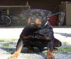 Rolzwinger rottweilers is proud to announce that we have 2 upcoming litters.
<br>
<br>DEEN OF NICOLAS LION(Imported Sebia) x ZLATNIK ANGELL
<br>http://www.pedigreedatabase.com/breeding.result?father=1874716&mother=1967260
<br>
<br>VONZENNITH EL-KING X VONZENNITH SHAKIRA
<br>http://www.pedigreedatabase.com/breeding.result?father=1819555&mother=1968915
<br>
<br>There is no doubt that all that these puppies are going to be of an outstanding quality. Bookings have already commenced and puppies will not last long. The pedigree of these pups is going to be world class and this will reflect in the size, substance and look of these great pups.
<br>
<br>Rolzwinger rottweilers health guarantees all its pups and includes many extras with the purchase of one our pups. 
<br>
<br>For more information please call me on the above phone number or contact me via our website.