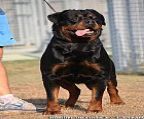 Litter due 27th of March confirmed by ultrasound.
<br>Sire Bomber OD Lovrica
<br>Dam NRCA CH Multi V1 Brescot Saphira Storm.
<br>All puppies will come with a vet check, wormed vaccinated microchipped and reg with Dogs Vic.
<br>Both Sire and Dam are hip/elbow eye and mouth cert.
<br>I am a member of the Rottweiler Club Of Victoria and abide by their code of ethics.
<br>Please contact
<br>Tracy Lane on 0438866669
<br>Photo Bomber OD Lovrica
