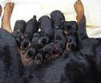 Carrolanna Rottweilers are pleased to announce the arrival of Narla’s puppies born on 01/04/2024. 4 x male and 4 x female.
<br>
<br>
<br>Dam: Miltenberg Narla CD RN. Hips 2:2 Elbows 0:0 
<br>Sire: Aust Ch Oscelly Star Attraction (A) V1 and Multi V Rated Hips : 2:2 Elbows : 2:1.5
<br>
<br>Both parents have excellent blood line, are Hip/Elbow X-rayed and have an eye and mouth certificate.
<br>All puppies will be fully wormed, vaccinated, micro-chipped and come with a comprehensive puppy pack. 
<br>
<br>Mother is brought up in an excellent home environment and fed only premium quality dry food along with fresh beef, eggs and sardines. She has a lovely temperament and is outgoing. Narla has a love of food which has benefited her during her obedience training. She is a smart dog and keen to learn.
<br>
<br>VICTORIAN LAW REQUIREMENT: I hold a vet certificate exempting me from micro-chipping these pups prior to 6 weeks of age as this procedure may be detrimental to their health.
<br>
<br>Pups may be viewed from 1 week of age. Photos available now.
<br>For further information and inquiries, phone 0423 412588
