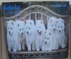 Kalaska Samoyeds have two remaining female puppies available and are ready to go to their new homes, they have had their first vaccination and are micro chipped 956000008835730 and 956000008833723 and have been health checked.<br>They are registered and come with Limited Register papers.<br>If you are interested in owning one of these well bred delightful puppies or want any further information please contact<br>Denise on 0417 585 607<br>