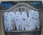 Kalaska Samoyeds have two remaining female puppies available and are ready to go to their new homes, they have had their first vaccination and are micro chipped 956000008835730 and 956000008833723 and have been health checked.
<br>They are registered and come with Limited Register papers.
<br>If you are interested in owning one of these well bred delightful puppies or want any further information please contact
<br>Denise on 0417 585 607
<br>