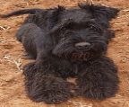Makenwaves Miniature Schnauzers are proud to welcome a gorgeous litter of black and silver babies. <br><br>We welcome enquiries for indoor pet homes, where our babies will be the centre of attention!<br><br>Puppies are vet checked, vaccinated and microchipped prior to leaving my care. An extensive puppy pack as well as written health guarantee are supplied to families adopting one of our puppies. <br><br>Please contact me initially by email as I am away. Freight Australia wide can easily be arranged. <br><br>**Photo taken of one of our boys playing in the garden! 
