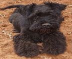 Makenwaves Miniature Schnauzers are proud to welcome a gorgeous litter of black and silver babies. 
<br>
<br>We welcome enquiries for indoor pet homes, where our babies will be the centre of attention!
<br>
<br>Puppies are vet checked, vaccinated and microchipped prior to leaving my care. An extensive puppy pack as well as written health guarantee are supplied to families adopting one of our puppies. 
<br>
<br>Please contact me initially by email as I am away. Freight Australia wide can easily be arranged. 
<br>
<br>**Photo taken of one of our boys playing in the garden! 