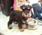 A salt and pepper male and also a black male puppy are available. The parents are from very good lines. The pups will go to new owners with the first vaccination, worm treatment up to date, microchip and pedigree papers from the Canine Control Council of Qld. 
<br>
<br>I would appreciate your initial enquiries to be via e-mail if possible. This will facilitate my sending you detailed information for your consideration.