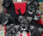 Beatrice (aka Betty) and Sparky are parents to 9 (yes nine) very dark salt and pepper and some distinct black and silver puppies born 21st March. Available to selected buyers. They will be wormed, vaccinated and micro chipped. Will be registered with Dogs TAS(L)registration, pedigrees available. Will be ready to go on the 13th May. Get in early or miss out. Picture is from another litter (Betty is one of them).<br>As of 9th April only 2 left both males (salt & pepper).