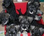 Beatrice (aka Betty) and Sparky are parents to 9 (yes nine) very dark salt and pepper and some distinct black and silver puppies born 21st March. Available to selected buyers. They will be wormed, vaccinated and micro chipped. Will be registered with Dogs TAS(L)registration, pedigrees available. Will be ready to go on the 13th May. Get in early or miss out. Picture is from another litter (Betty is one of them).
<br>As of 9th April only 2 left both males (salt & pepper).