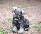 Chicabud kennels are excited to announce we have puppies coming!!!! Puppies due the 21st April and will be able to go to their new homes Mid June. 
<br>Parents are from top American and Canadian lines and have clear eye certificates. 
<br>
<br>Asher - Wildrush Cleared For Take Off To Blaizenoak [ Imp SK ] http://www.dogzonline.com.au/breeds/profile.asp?dog=61941
<br>x 
<br>Madonna - Chicabud Who\′s That Girl. http://www.dogzonline.com.au/breeds/profile.asp?dog=21909
<br>
<br>Our puppies are house reared on our property in Canungra and will be well socialized. 
<br>Puppies are all health checked, Vaccinated, Microchipped and Wormed prior to leaving.
<br>They will leave with a puppy pack which includes toys, collar & lead, bed, food and info pack. 