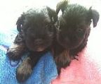 Two black and silver Schnauzer pups available on 27th April 2024
<br>
<br>