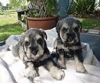 AVAILABLE on 20/4/13!!!!...........Salt and Pepper Male!!!!
<br>(Pup on left hand side in the photo.) 
<br>
<br>Another litter of black and silver &/or salt and pepper Glenfalloch miniature schnauzer puppies are due within the week.
<br>
<br>Our Glenfalloch schnauzer pups have been raised in a loving family home with children and other pets. These puppies are well socialized and have wonderful temperaments. These litters of Glenfalloch schnauzer pups are from USA, Canadian and Australian champion background lines. The Sire and Dam of these puppies both have current, healthy, eye certificates. 
<br>
<br>These beautiful puppies will be micro-chipped, vet checked, wormed and immunized when they are ready join your family. They also come with a (pet)registration pedigree certificate. Price $1,600. Enquiries welcomed. EMAIL PREFERRED. 
<br>