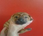 ***STOP PRESS***. Puppies have arrived. Two red girls and a cream boy and girl. Standby for updates. Mum, dad and bubs all doing well!<br><br>Rynkls Shar Pei is pleased to announce the arrival of a beautiful litter of Peibies. Sire is CH (Pending)Xioping Baron Bhaloo and the dam is Titanwrollie Scrapy.<br><br>All Rynkls puppies come fully vaccinated, wormed, microchipped, registered with the ANKC (through DNSW) and fully health checked. New families are supplied with an extensive care pack and ongoing support for the life of their puppy -and beyond :)<br><br>In order to ensure the best of homes for our dogs an application process must be completed to be considered to become a home for one of our Pei\′s.<br><br>For further information please visit our web site www.rynkls.com or contact Di at Rynkls on 0411 283753.