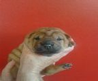 ***STOP PRESS***. Puppies have arrived. Two red girls and a cream boy and girl. Standby for updates. Mum, dad and bubs all doing well!
<br>
<br>Rynkls Shar Pei is pleased to announce the arrival of a beautiful litter of Peibies. Sire is CH (Pending)Xioping Baron Bhaloo and the dam is Titanwrollie Scrapy.
<br>
<br>All Rynkls puppies come fully vaccinated, wormed, microchipped, registered with the ANKC (through DNSW) and fully health checked. New families are supplied with an extensive care pack and ongoing support for the life of their puppy -and beyond :)
<br>
<br>In order to ensure the best of homes for our dogs an application process must be completed to be considered to become a home for one of our Pei\′s.
<br>
<br>For further information please visit our web site www.rynkls.com or contact Di at Rynkls on 0411 283753.