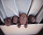 Exciting litter born 10th January, 2024
<br>Ready to find their 