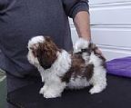 ERINTOI - Breeders of quality Shih Tzus since 1970 - we are pleased to offer to permanent homes - quality , healthy puppies from sound stock with good temperaments.
<br>Puppies are black/white and gold/white of varying shades.
<br>Please contact me for further information.PH.(02) 43926483
<br>No puppy is sold before 8 - 10 weeks, they are all vaccinated, wormed and \′chipped.
<br>NO TIME WASTERS PLEASE.