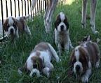 Alarisstud Maggie Rose is proud to announce the arrival of 4 beautiful boys. Born March 2nd. There will be both smooth and rough coats puppies in the litter. Puppies will be ready for their forever homes at 8 weeks of age, April 28th.
<br>Maggie Rose is litter sister to Australian Champion Alarisstud Fire n Ice and half sister to Australian Grand champion Gweneden Aphrodite. Maggie Rose has a total hip score of 7, elbows 0. Maggie Rose is from Australian Champion Lontanapark Want\′d Big Tyme \′Harry\′ owned by Sue Newman, Gweneden Kennels and Alarisstud Cully.
<br>Maggie Rose was mated to Lympne Algernon \′Mac\′ total hip score 10,elbows 1. Mac\′s is from Grand Champion Conifercrk Jacaranda Lympne [import USA]and Lympne Dream Catcher. 
<br>The price of a Saint Bernard puppy is $3,000. This includes Vet health check papers, vaccinated, microchipped, wormed. Dew claws removed and have pedigree papers. Placed on the main register at Dogs SA. If you would like to give on of these little gentlemen a for ever home please contact me for details for placing a deposit.
<br>I fly puppies interstate and overseas through Jet Pets.