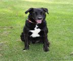 Large Male Kelpie x Border Collie Mix