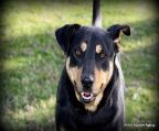 Large Male Kelpie Mix