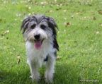 Small Male Shih Tzu x Skye Terrier Mix