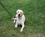 Large Female Labrador