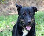 Large Female Rottweiler x Kelpie Mix